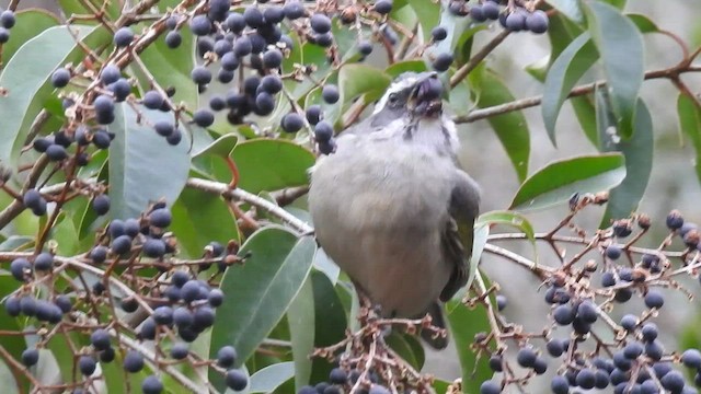 Green-winged Saltator - ML544873851