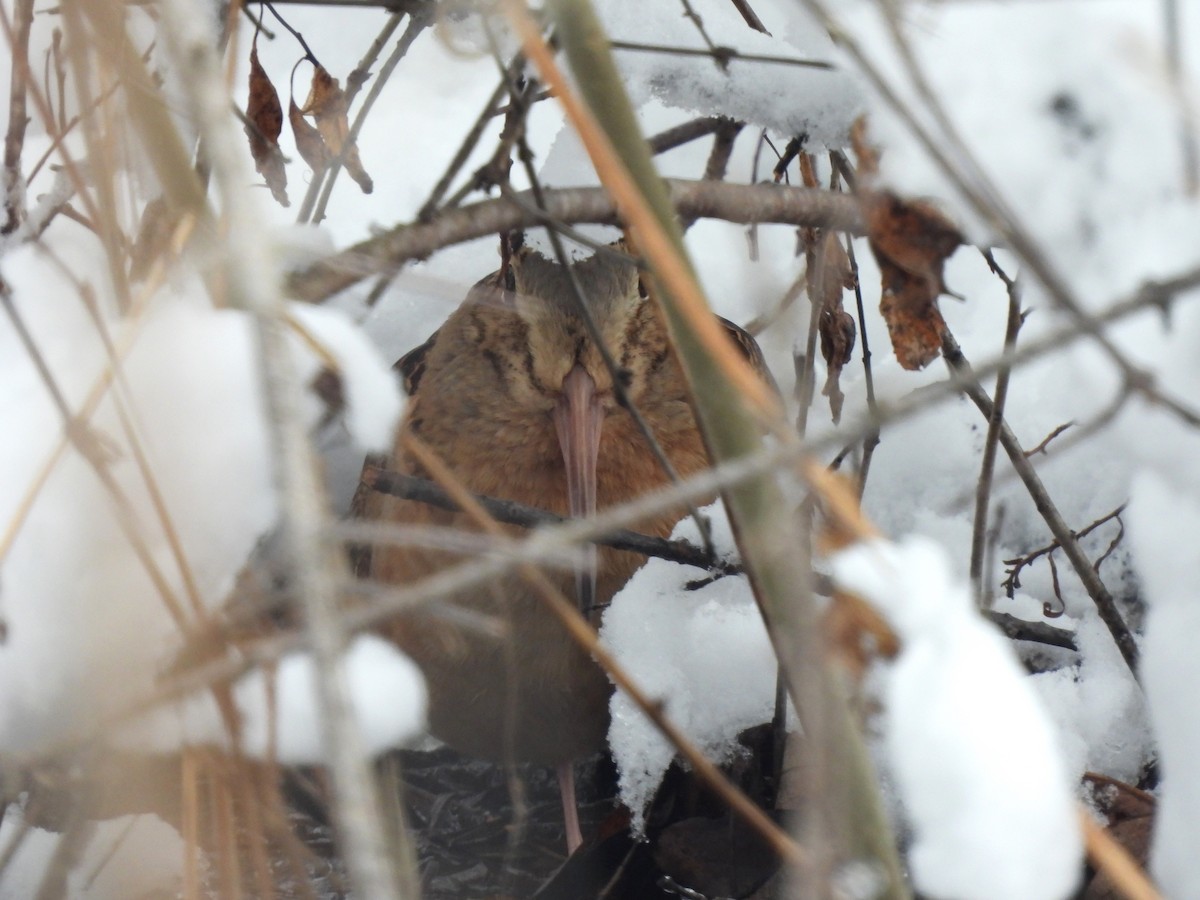 American Woodcock - ML544874181