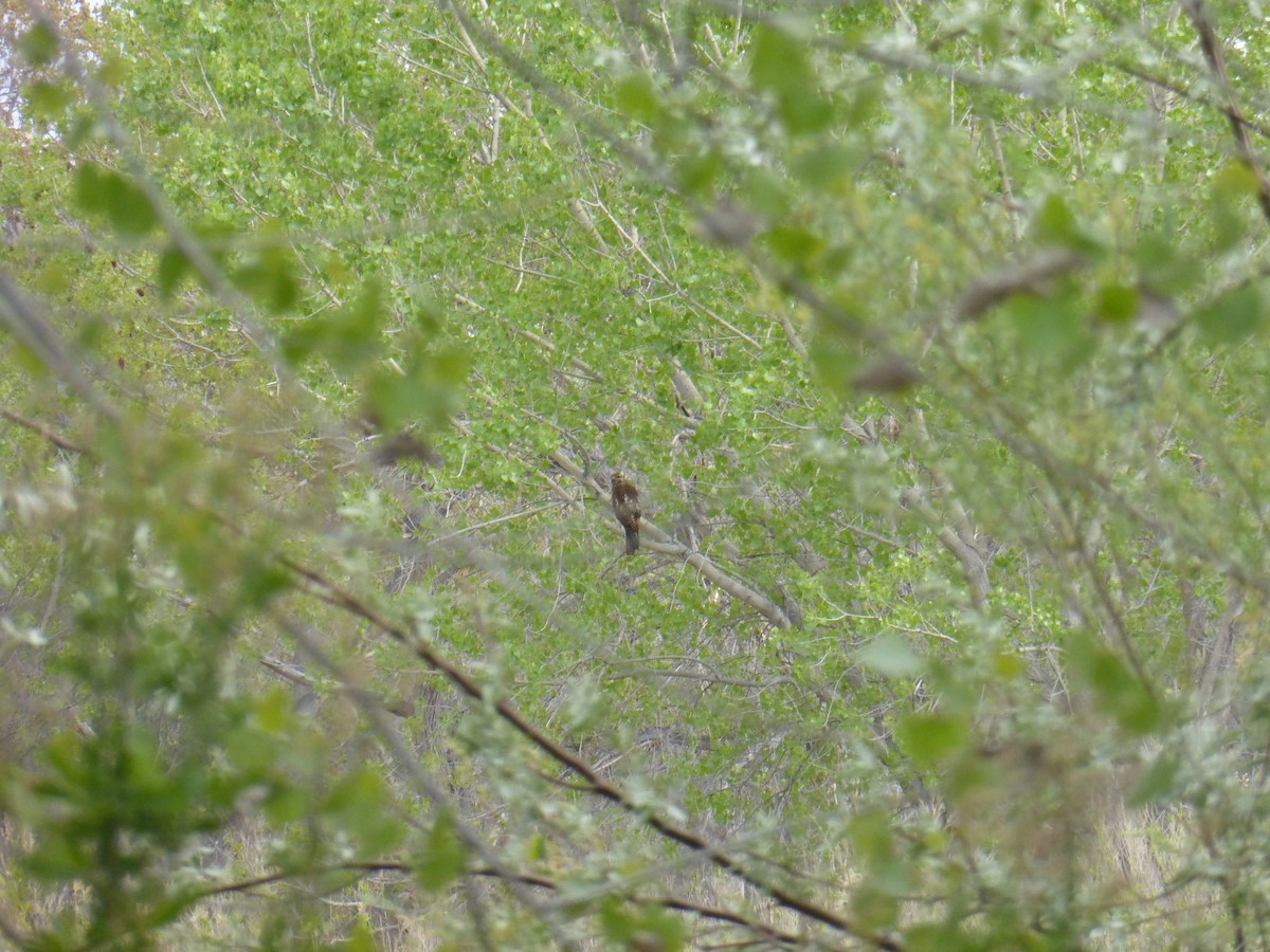 hawk sp. - ML54487521