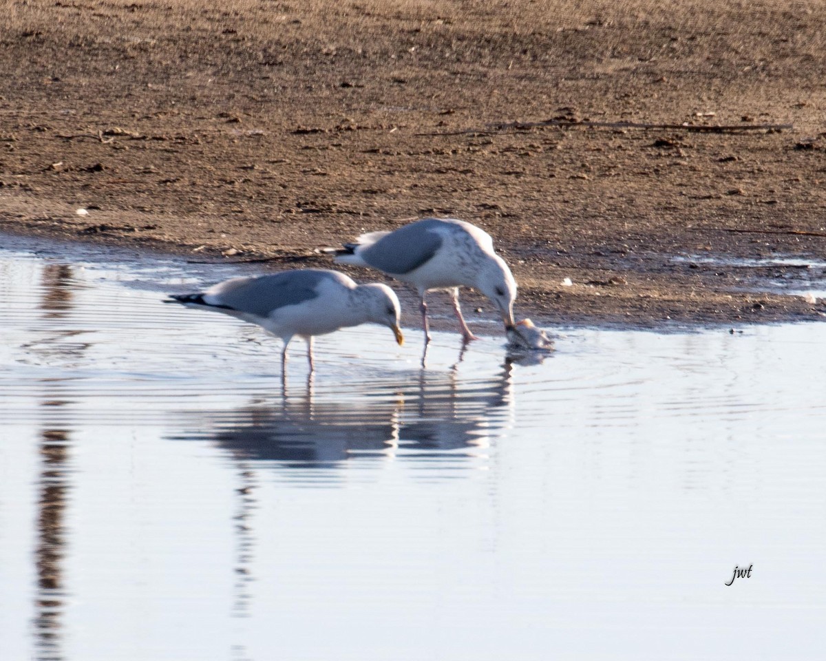 Herring Gull - ML544875781