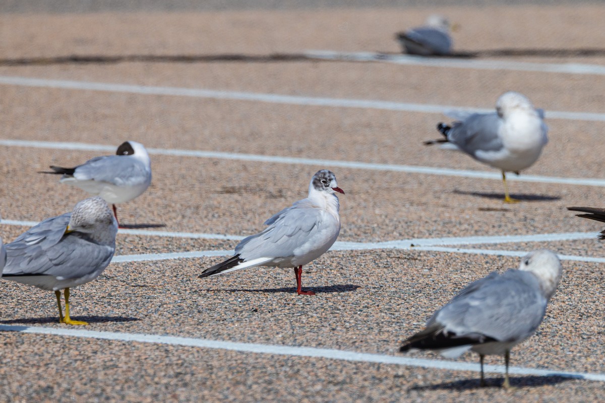 Black-headed Gull - ML544876491