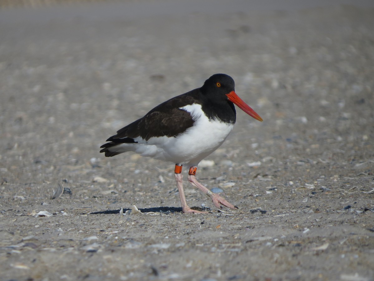 American Oystercatcher - ML544877231