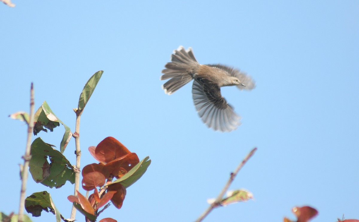 Bahama Mockingbird - ML544879611