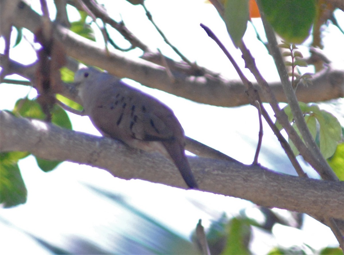 Ruddy Ground Dove - Brad Goodner