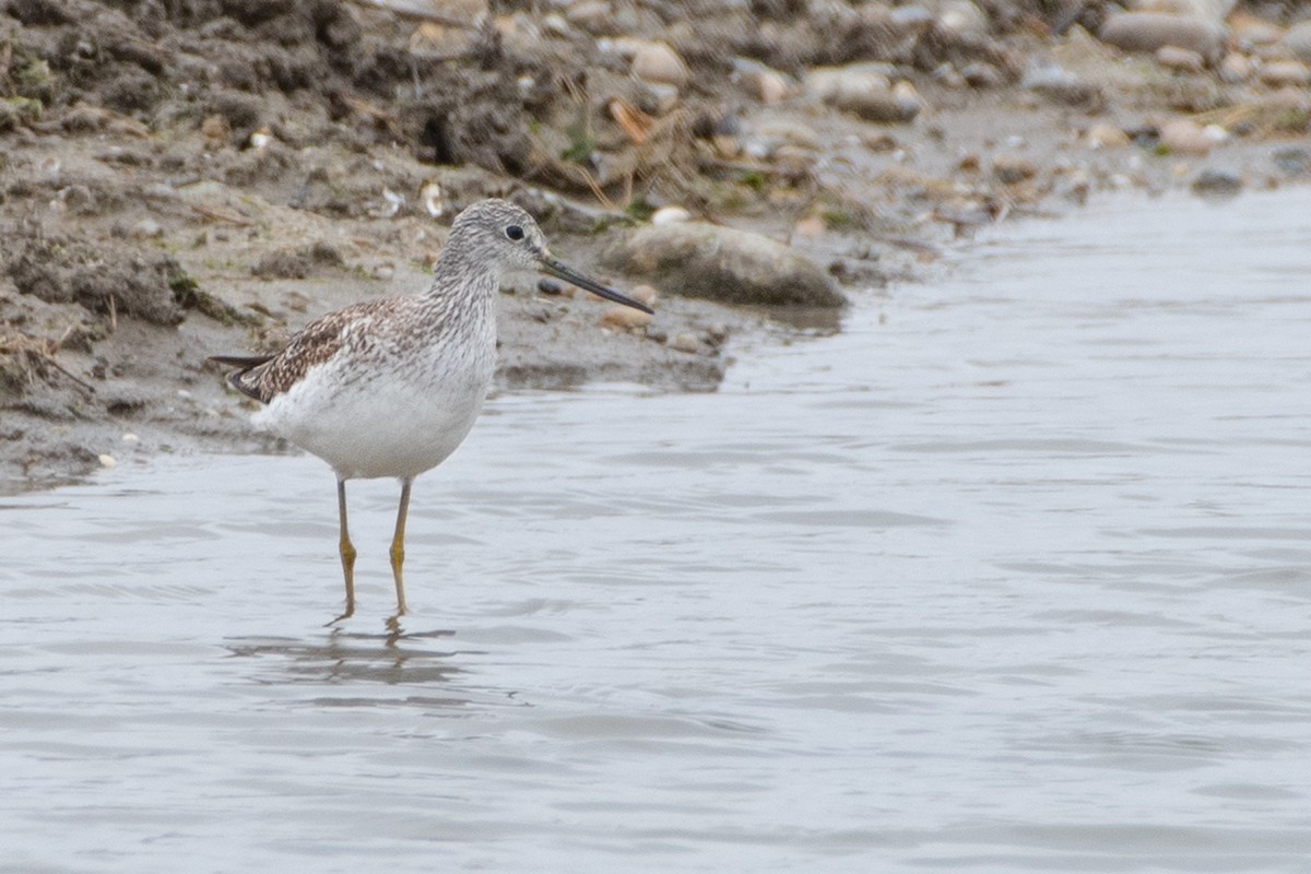 Greater Yellowlegs - ML544880201