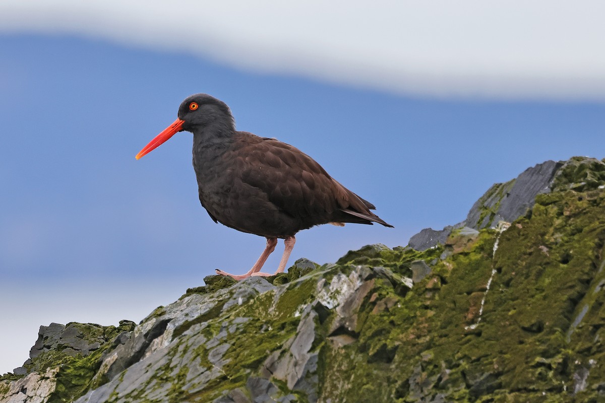 Black Oystercatcher - ML544883221