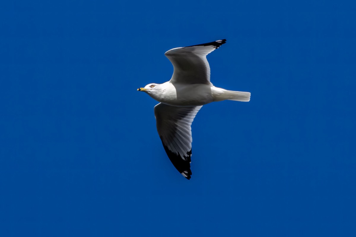 Ring-billed Gull - ML544883581