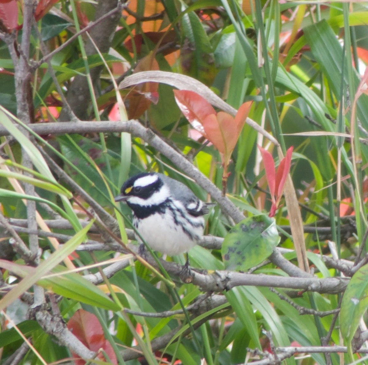 Black-throated Gray Warbler - ML544884001