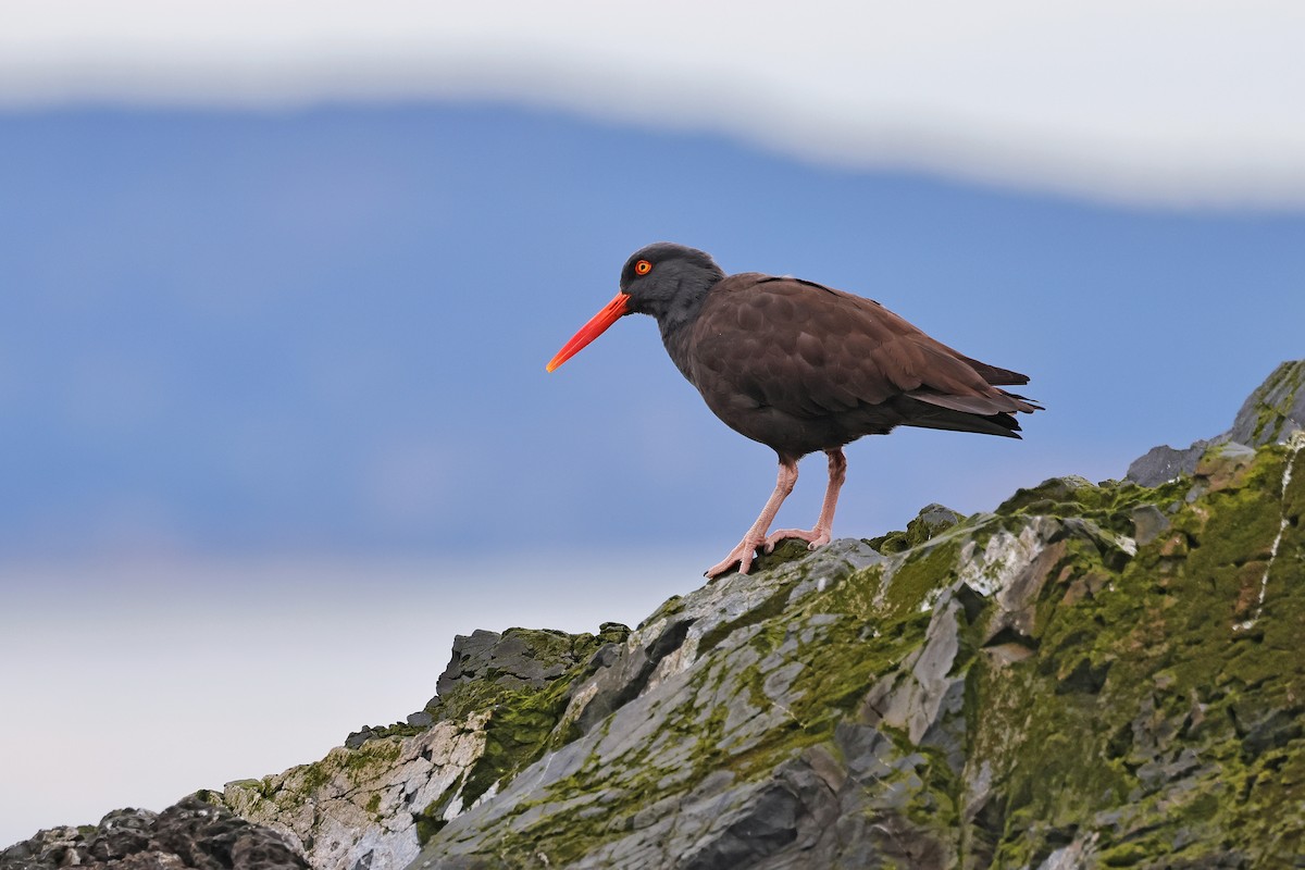 Black Oystercatcher - ML544884031