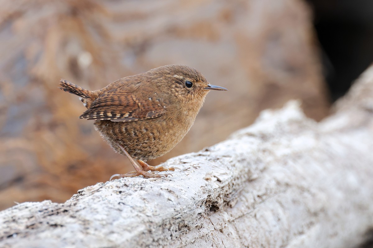 Pacific Wren - ML544884301