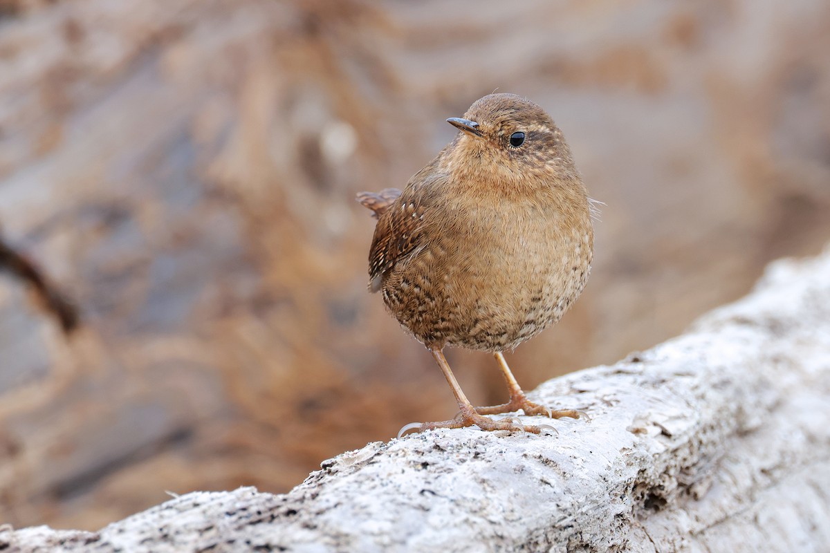 Pacific Wren - ML544884771