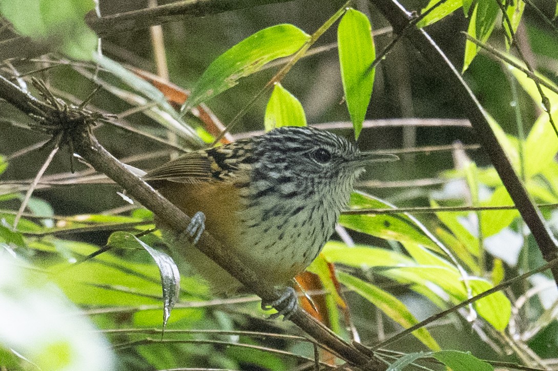 Streak-headed Antbird - Ross Bartholomew