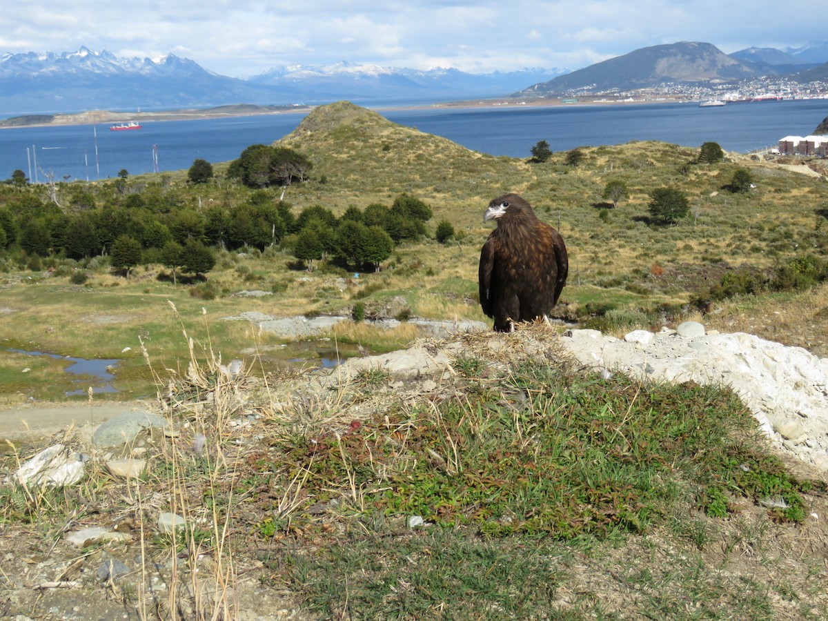 Falkland Karakarası - ML544885821