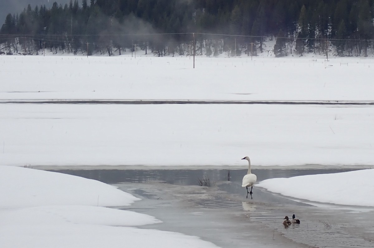 Tundra Swan - ML544886681