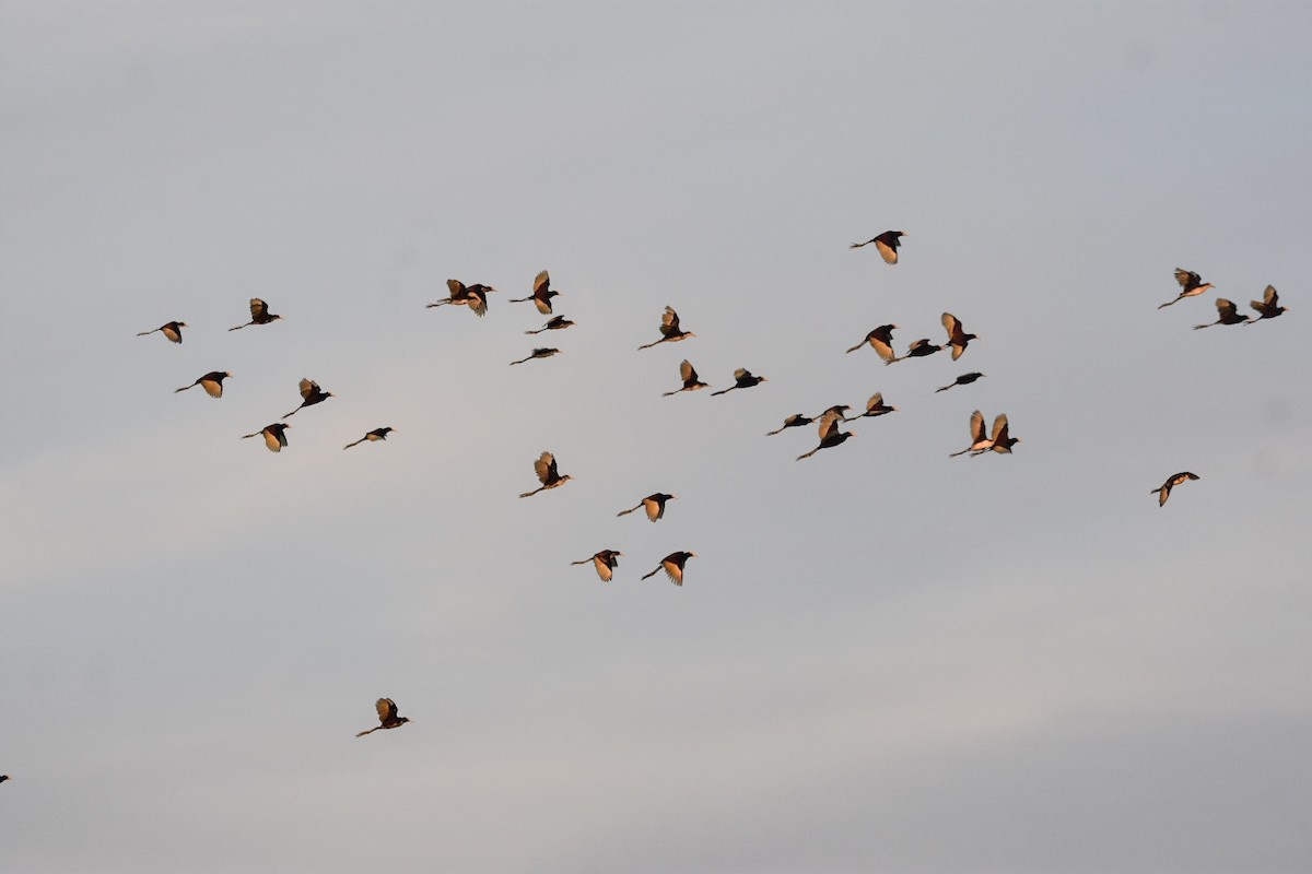 Northern Jacana - ML544887191