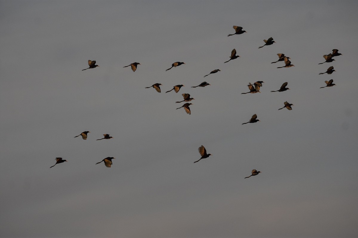 Northern Jacana - Jane Crawford