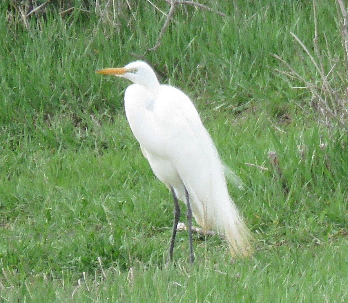 Great Egret - Jan Thom