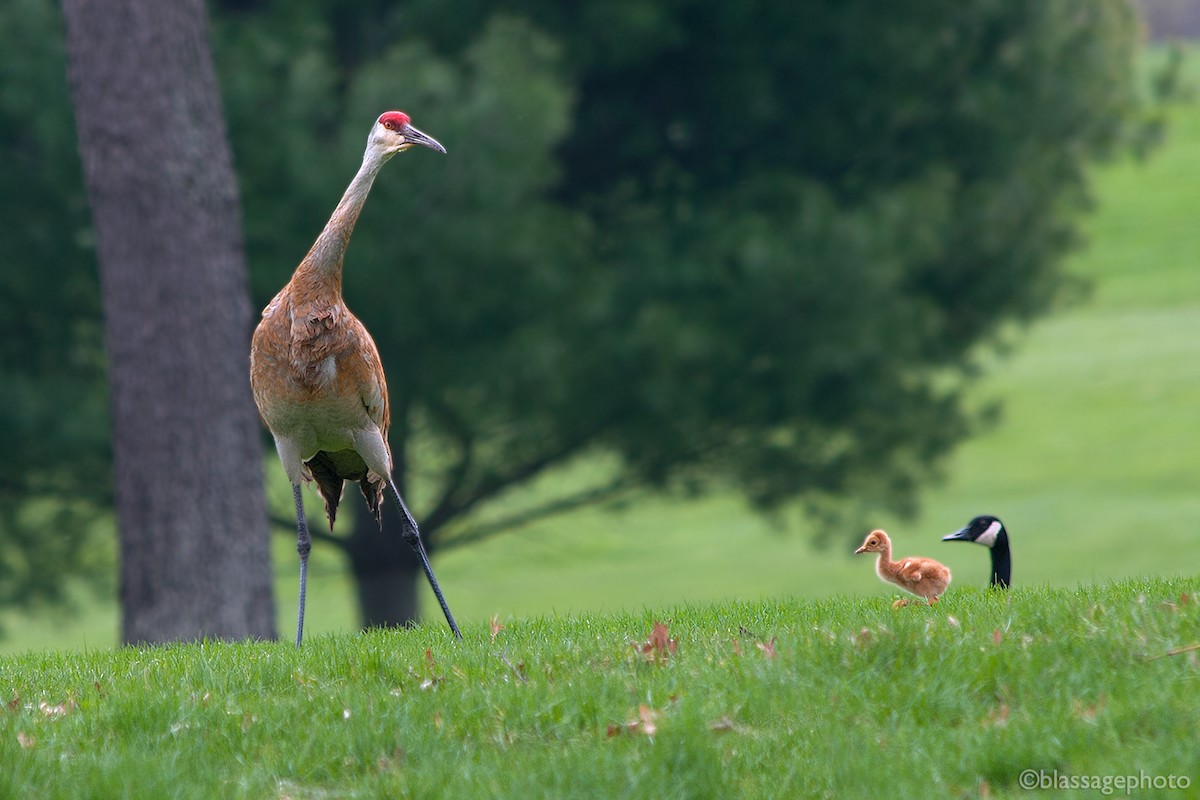 Sandhill Crane - Mark Blassage
