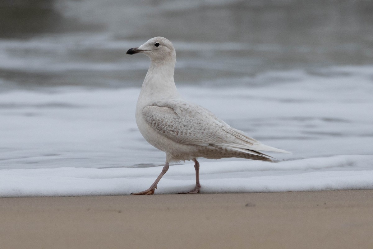 Iceland Gull (kumlieni) - ML544889711