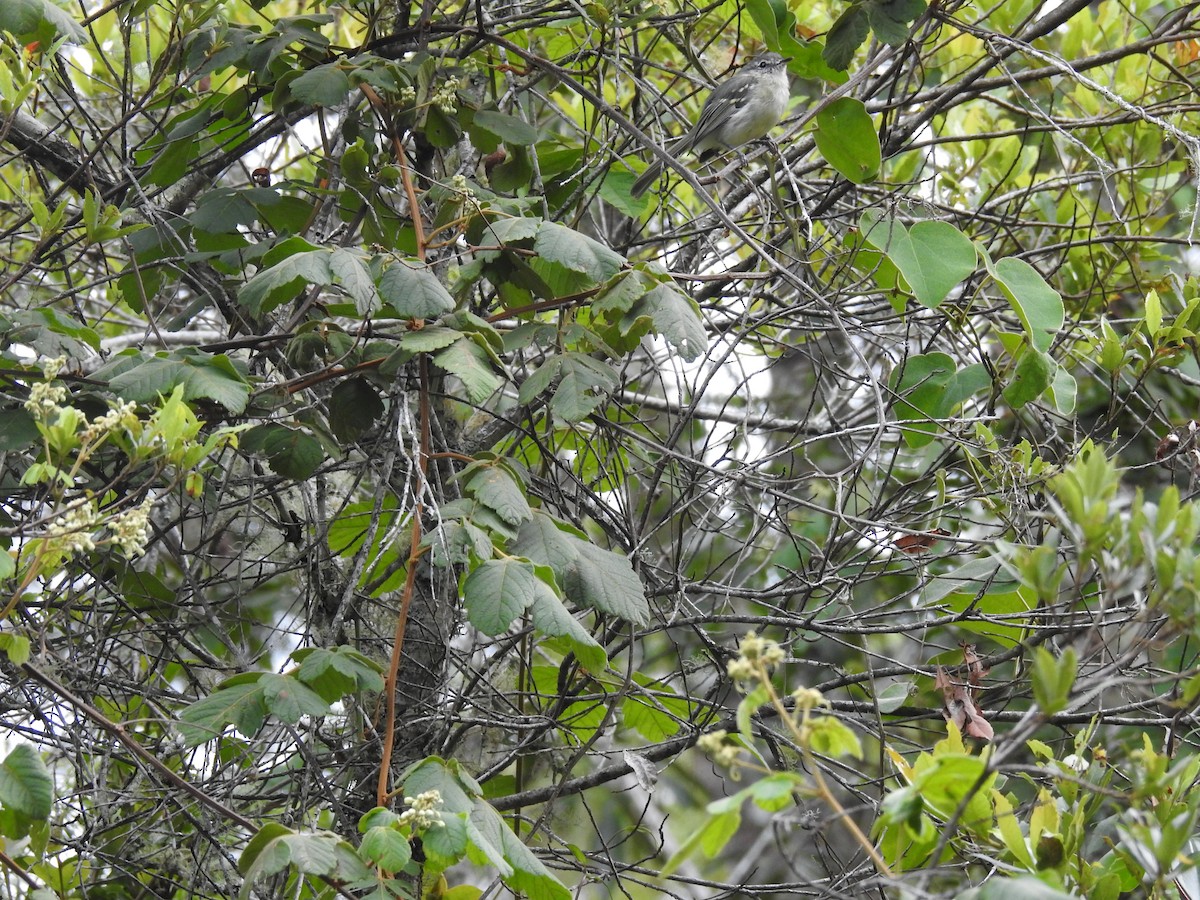 Tyranneau à gorge blanche - ML544890231