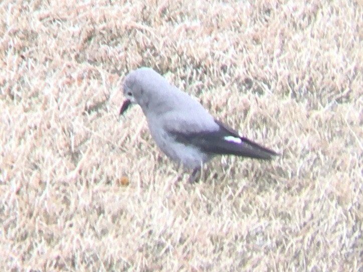 Clark's Nutcracker - ML544890721