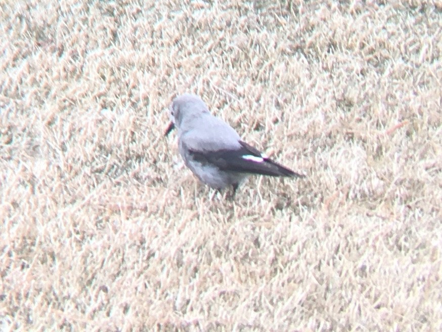 Clark's Nutcracker - ML544890731