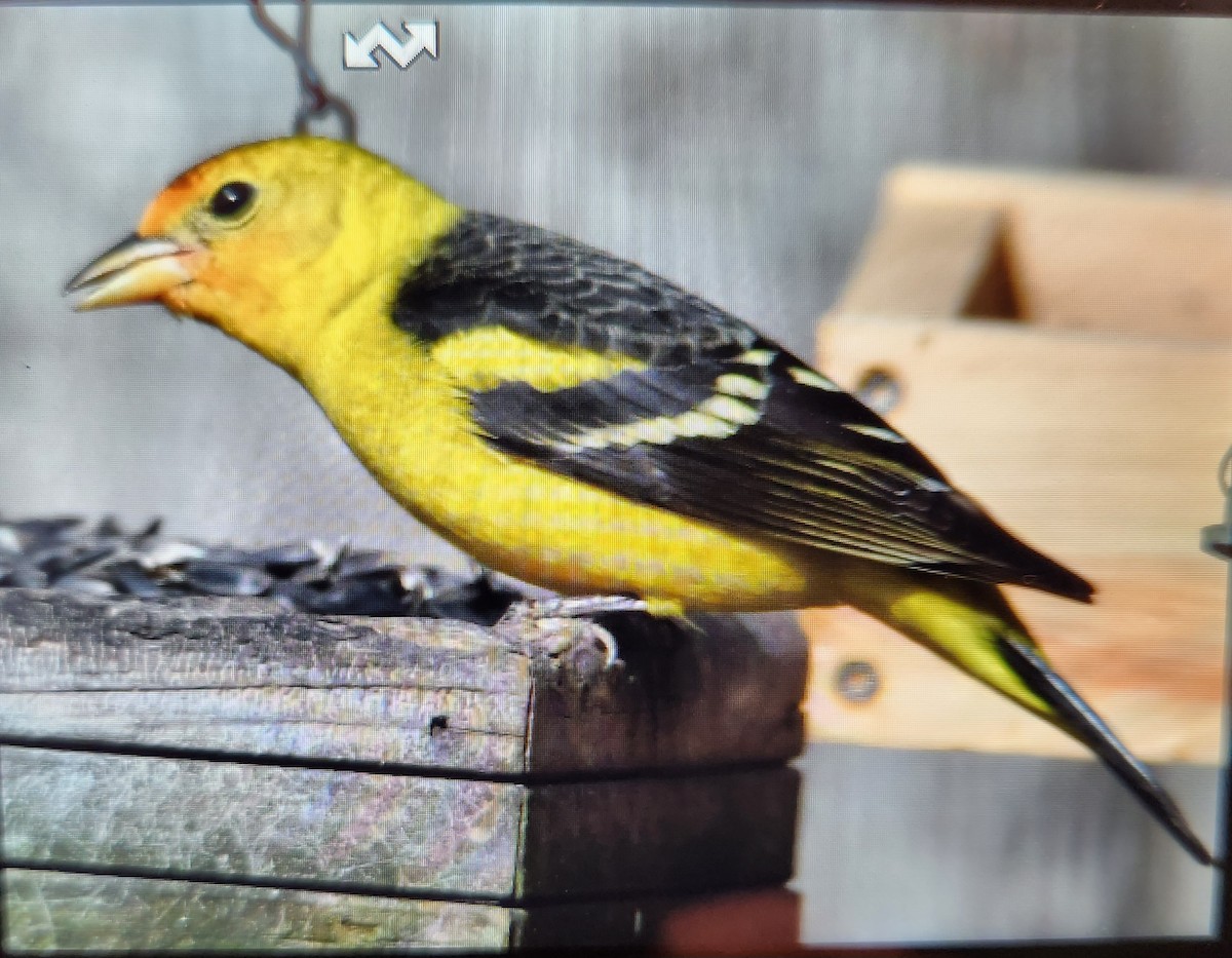 Western Tanager - ML544891481