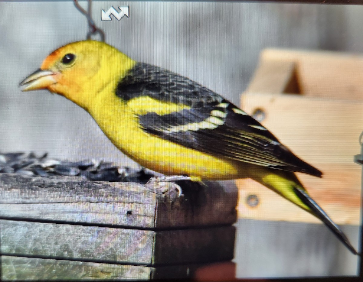 Western Tanager - Monica Baxter