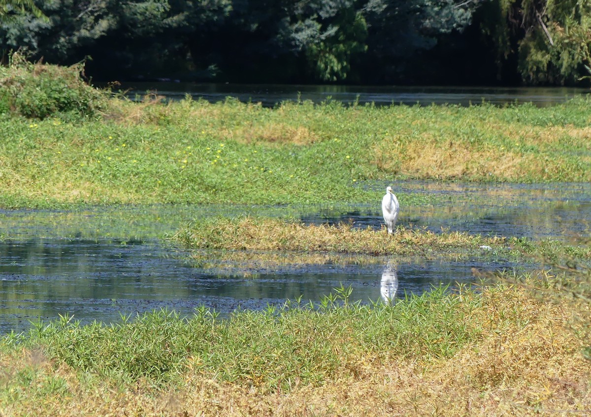 Great Egret - joaquin vial