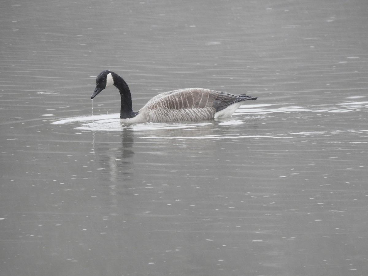 Canada Goose - ML544892741