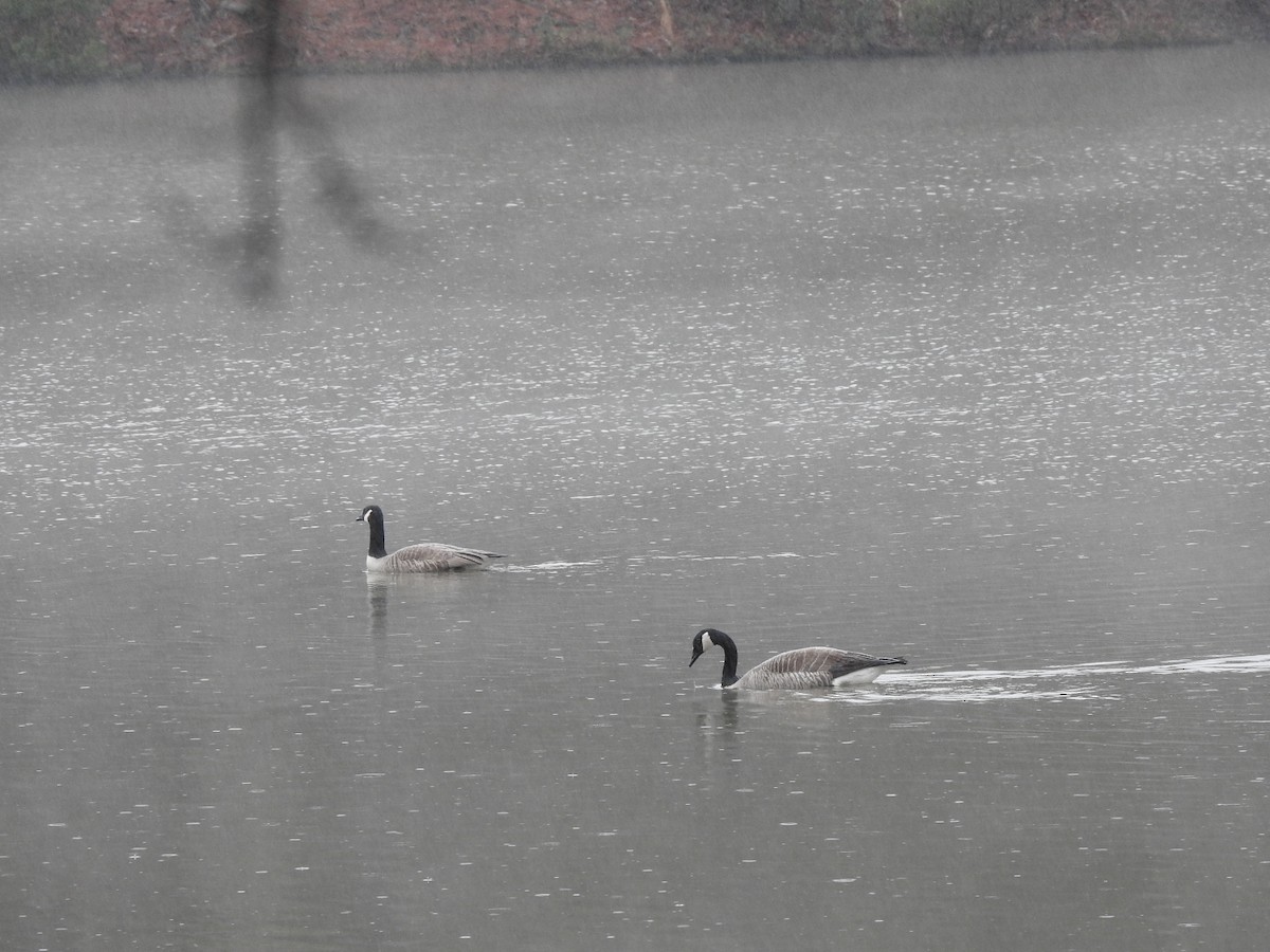Canada Goose - ML544892761