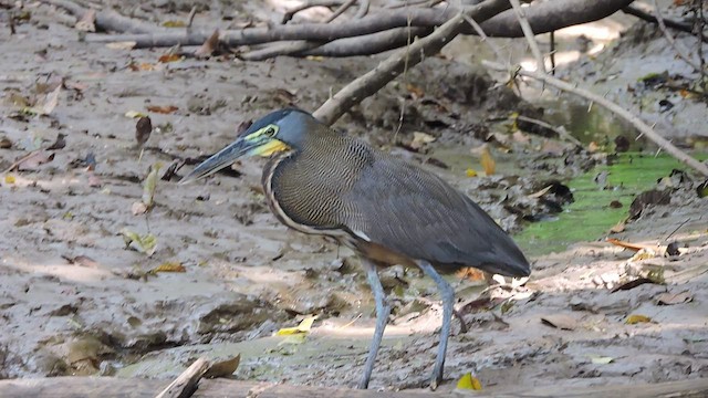 Bare-throated Tiger-Heron - ML544892911