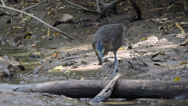 Bare-throated Tiger-Heron - ML544892961