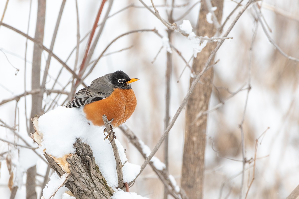 American Robin - Kevin Powers