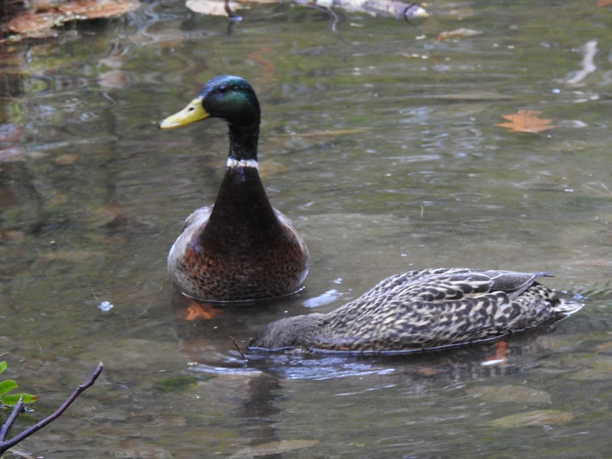Mallard - ML544893121