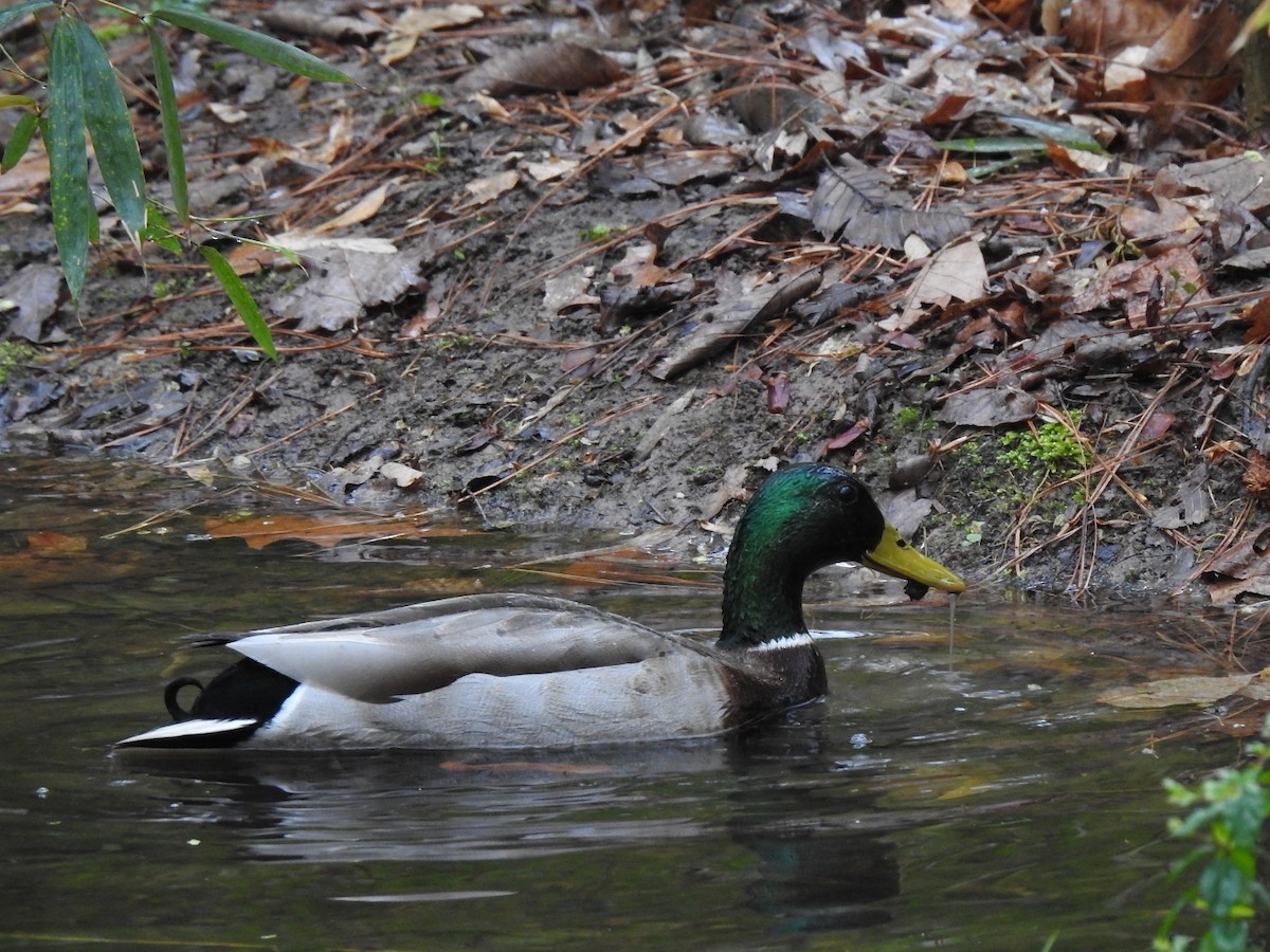 Mallard - ML544893131