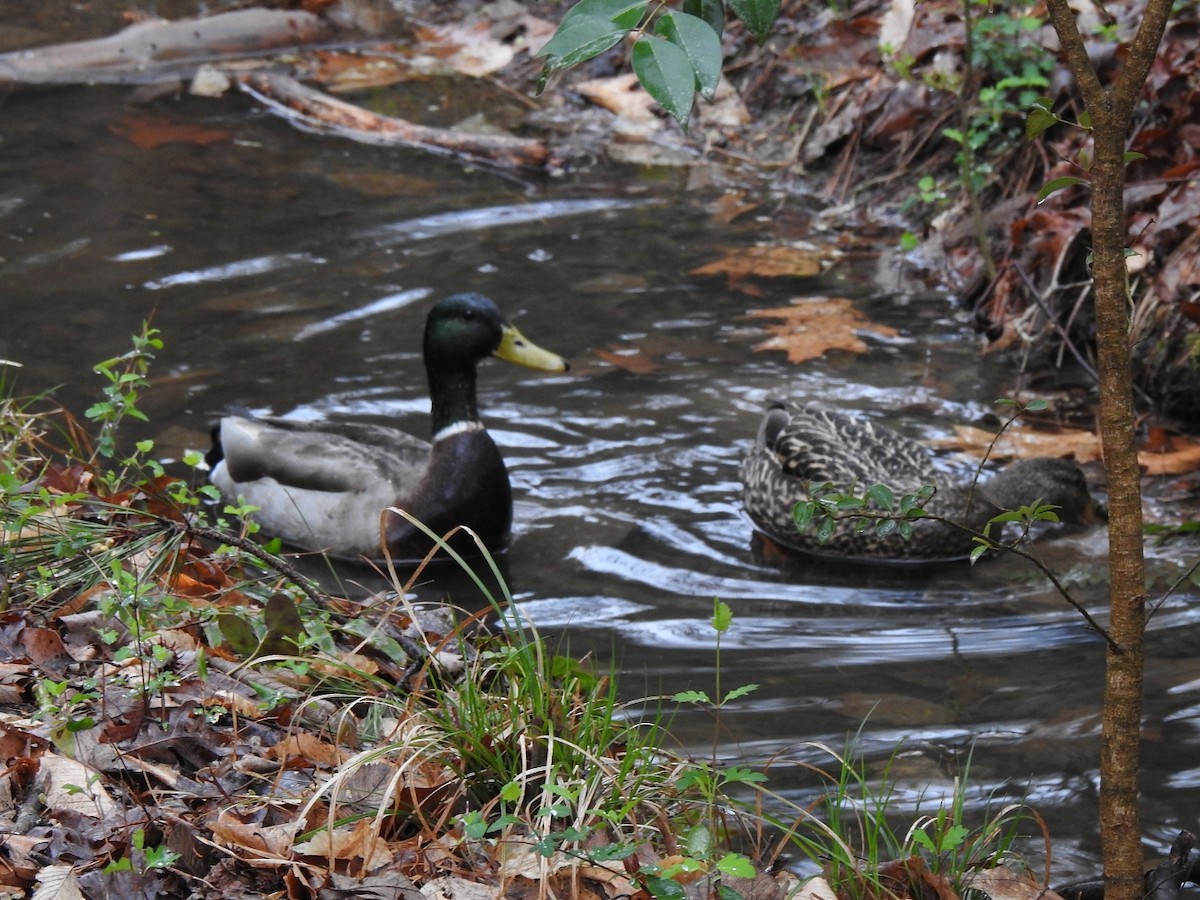 Mallard - ML544893141