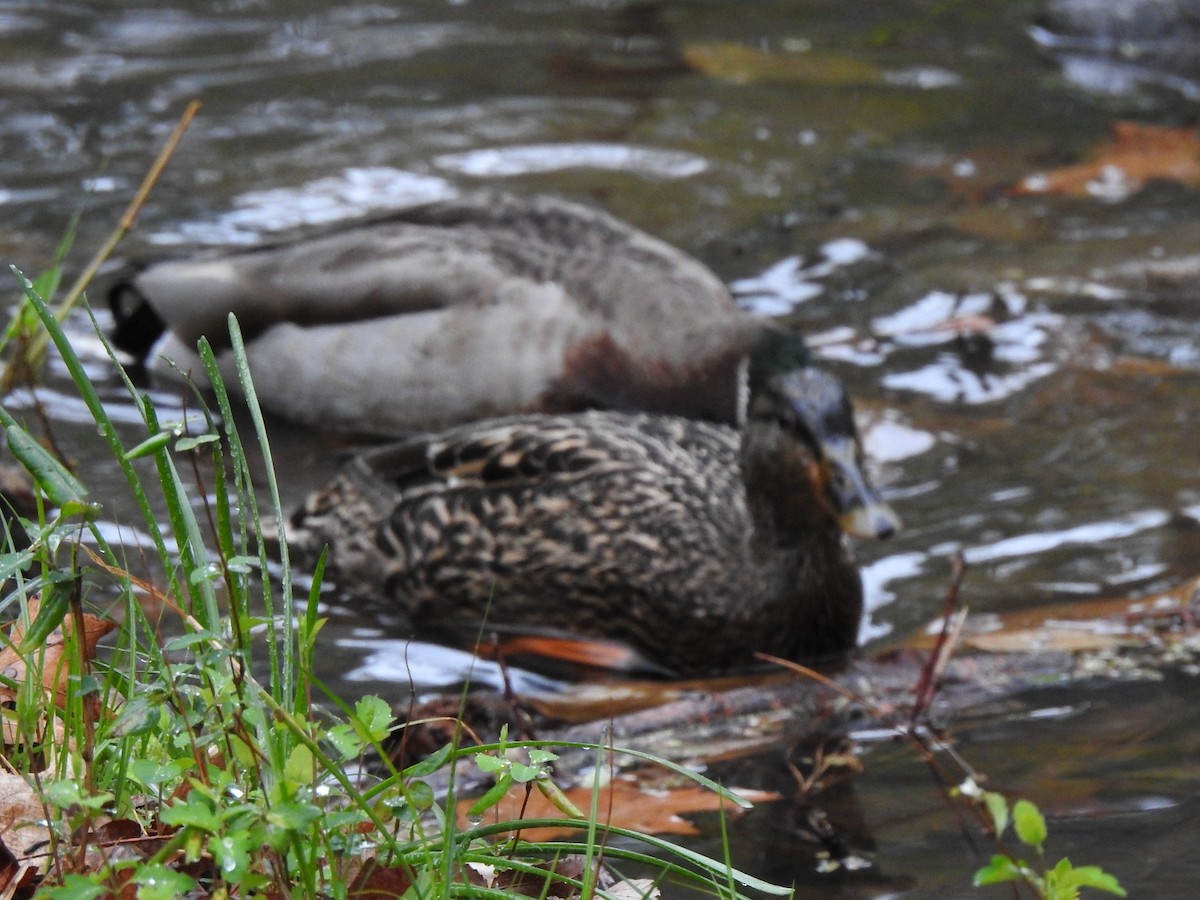 Mallard - ML544893151