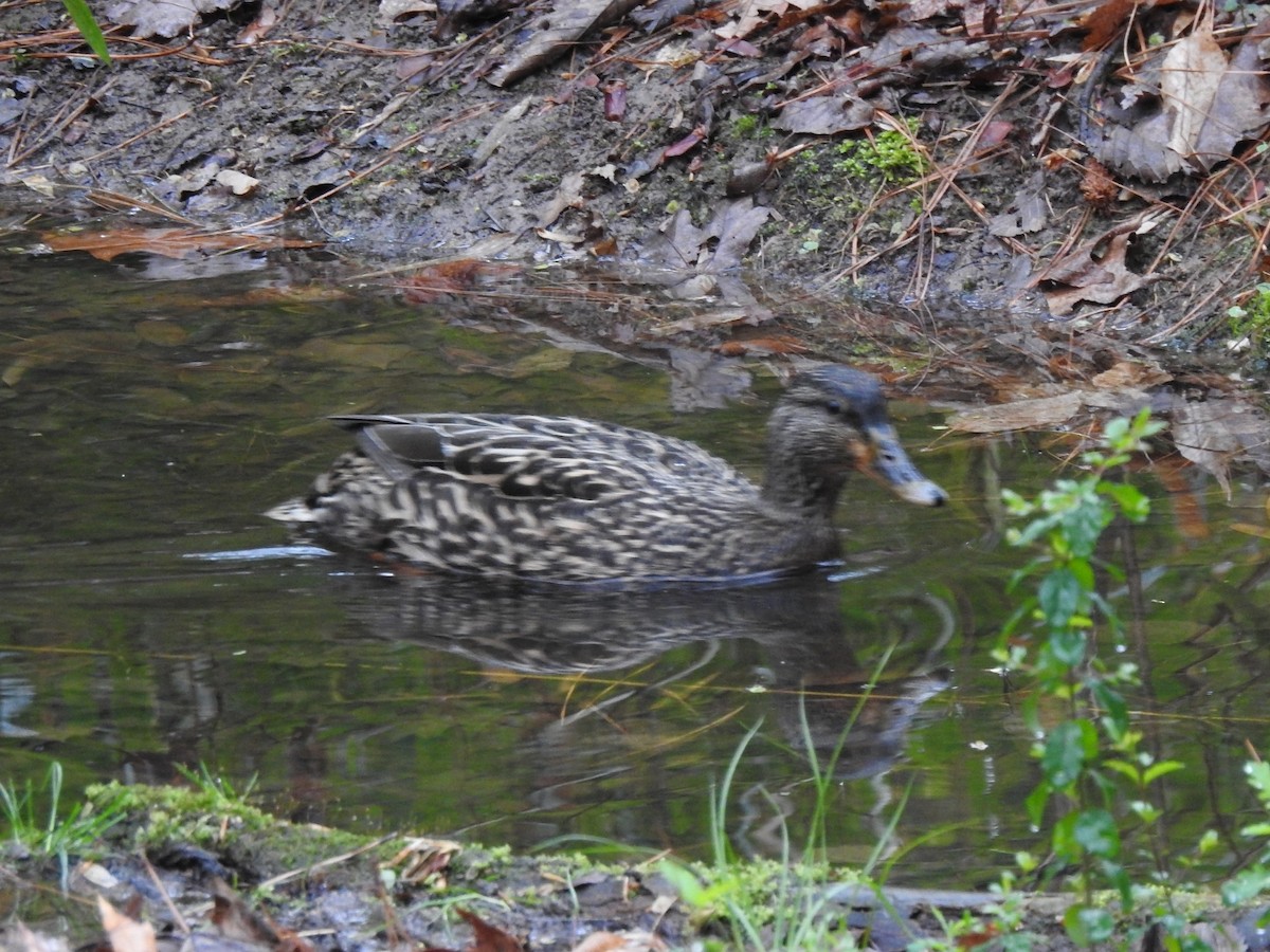Mallard - ML544893161