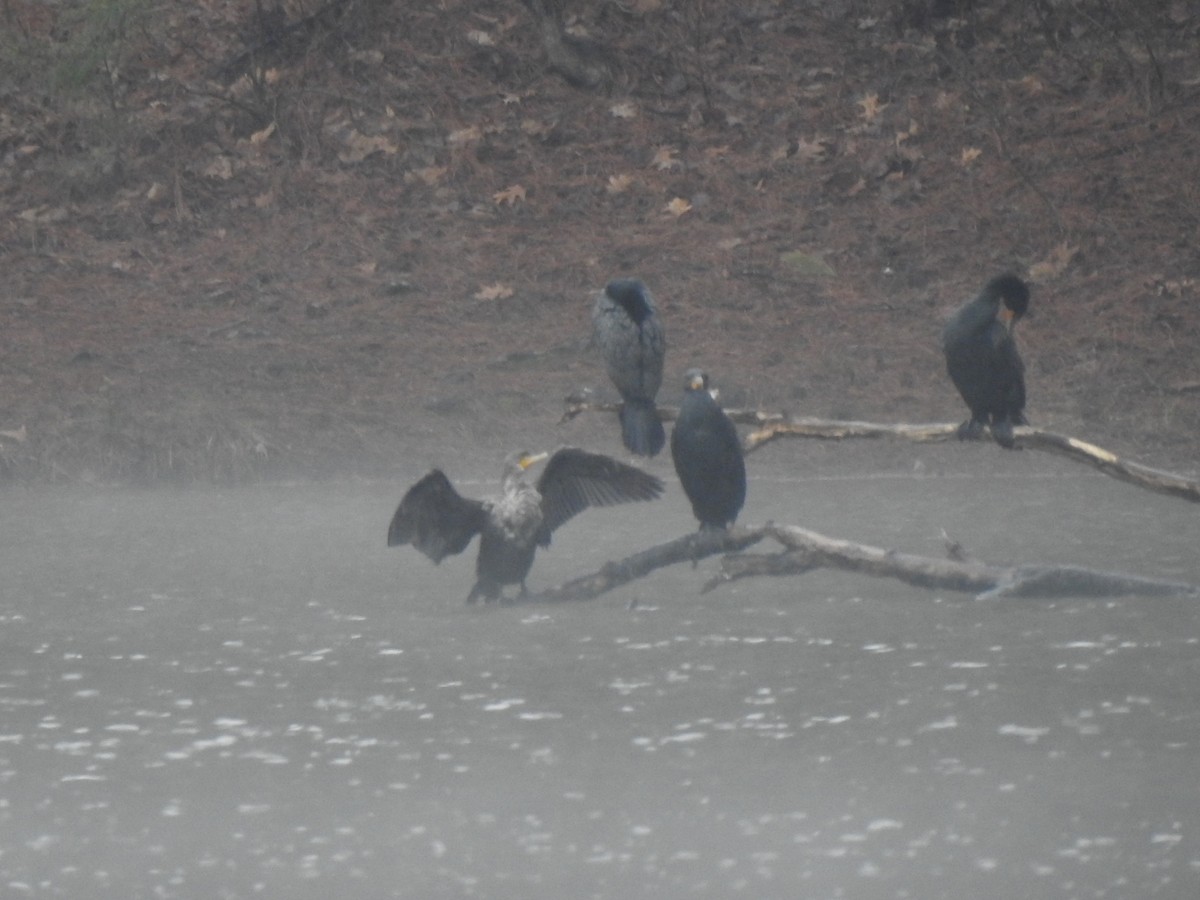 Double-crested Cormorant - ML544893691