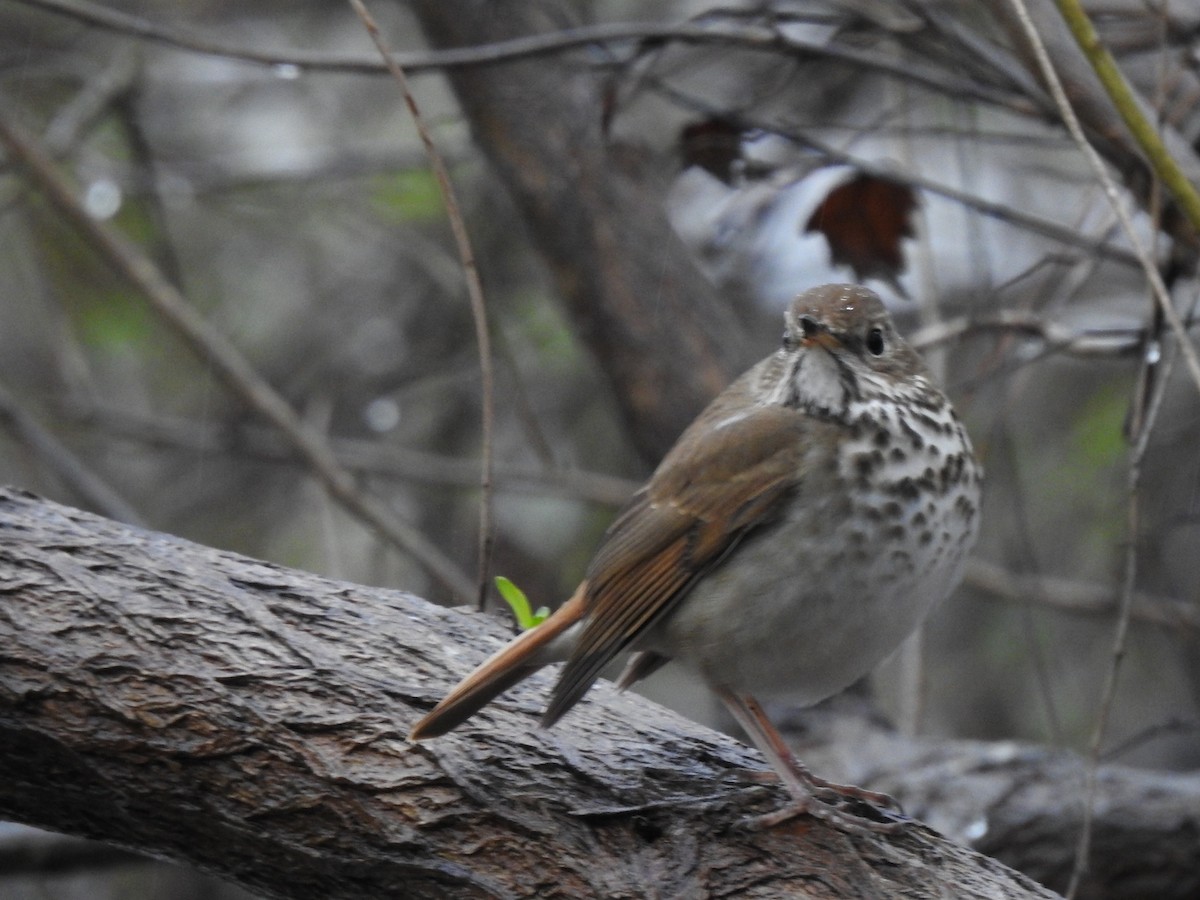 Hermit Thrush - ML544894461