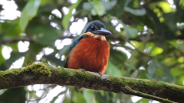 Green-and-rufous Kingfisher - ML544894731