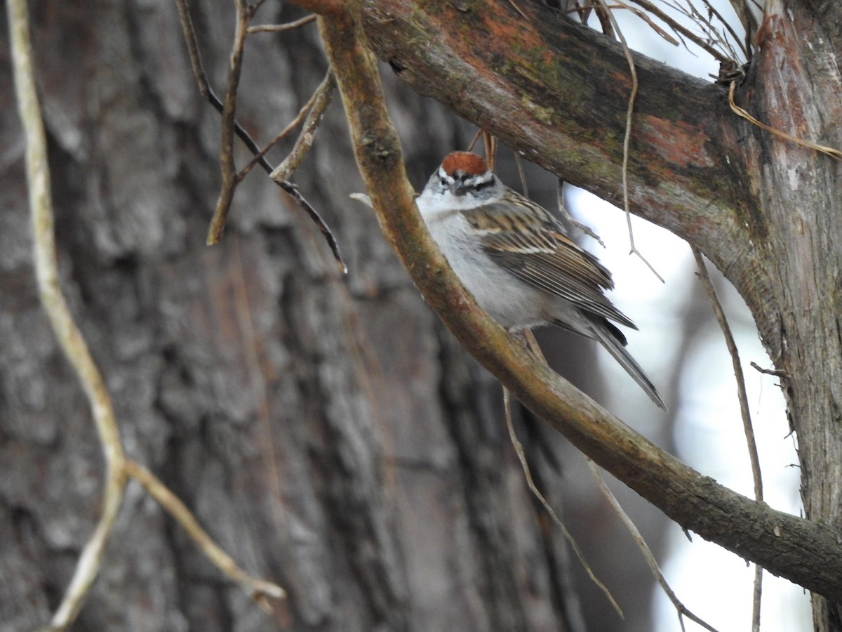 Chipping Sparrow - ML544894801
