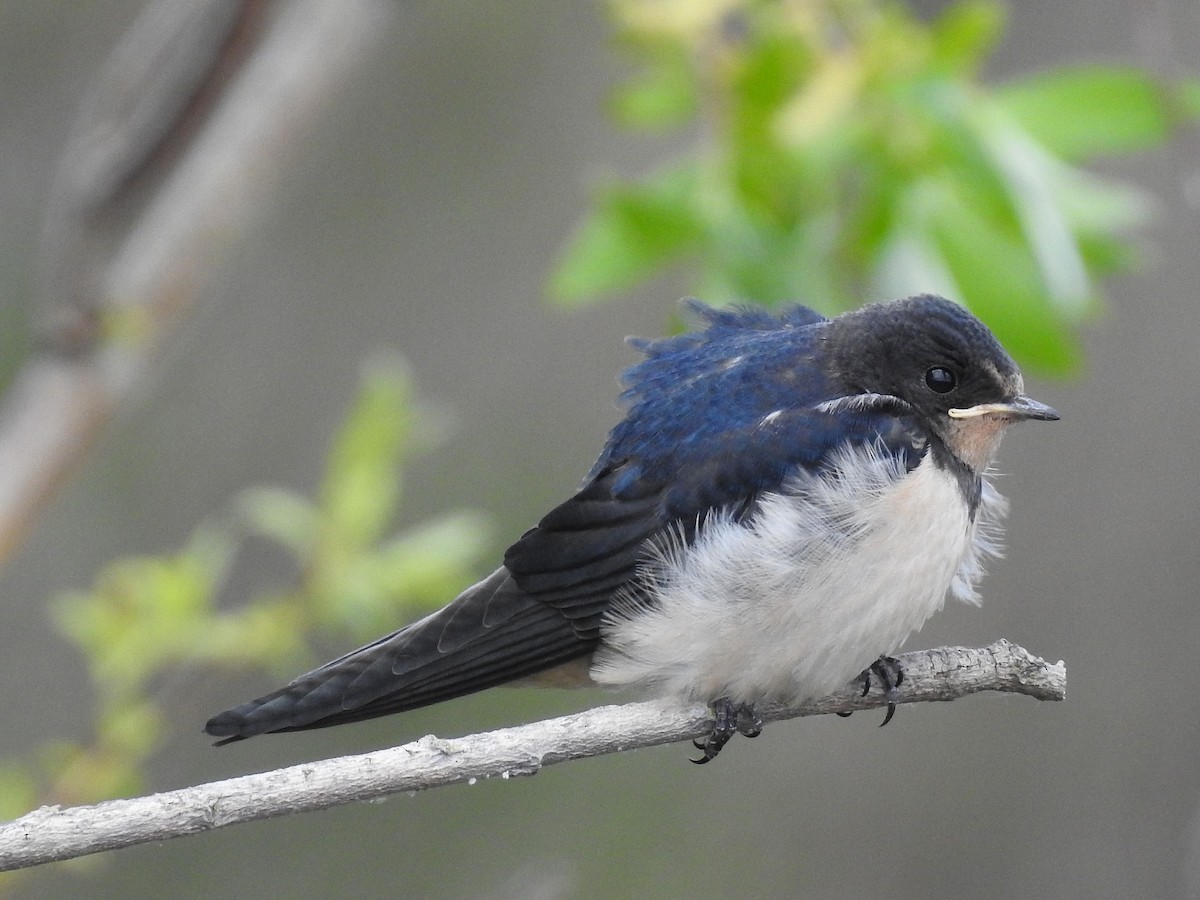 Barn Swallow - ML54489491