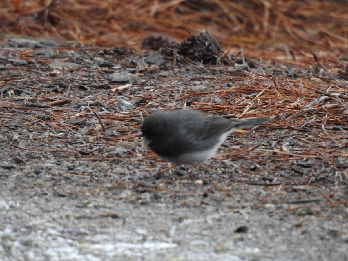 Dark-eyed Junco - ML544895211