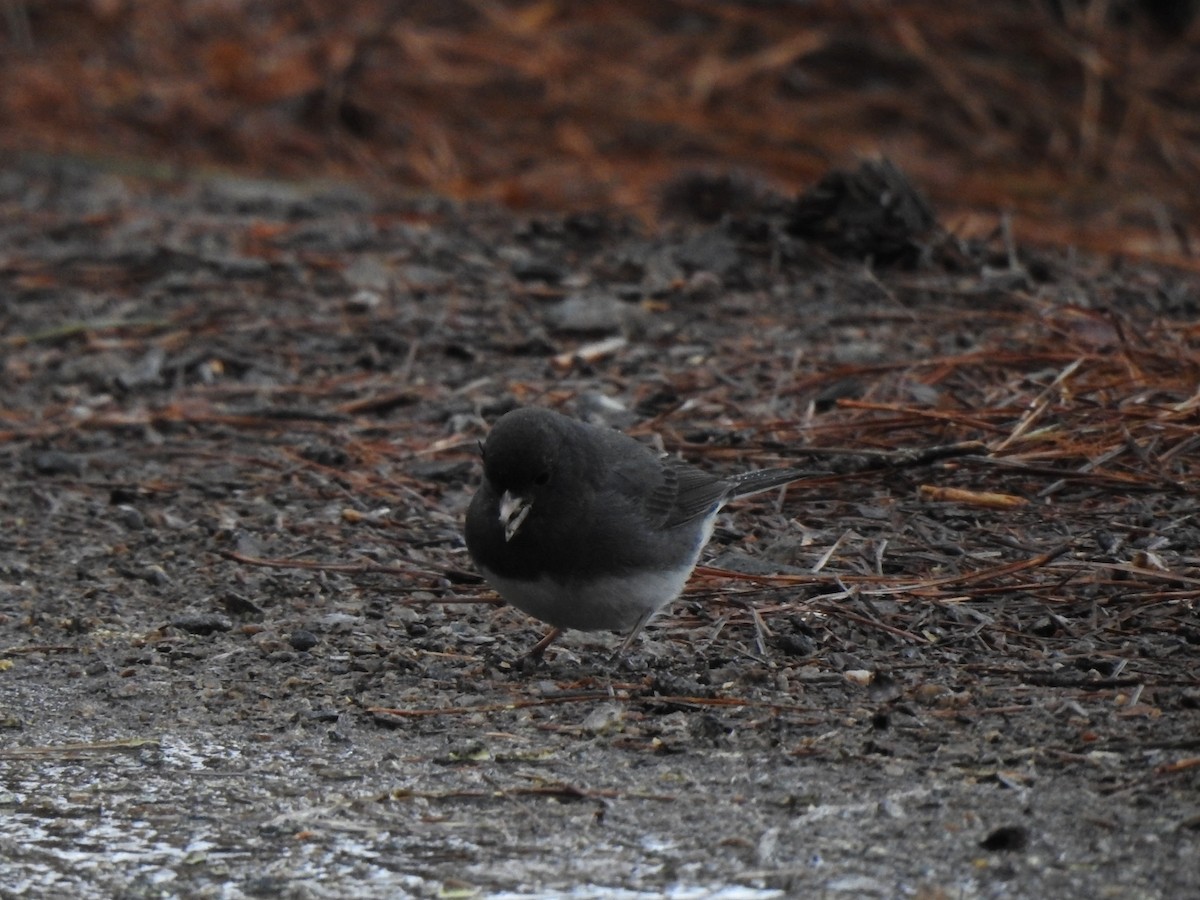 Dark-eyed Junco - ML544895221