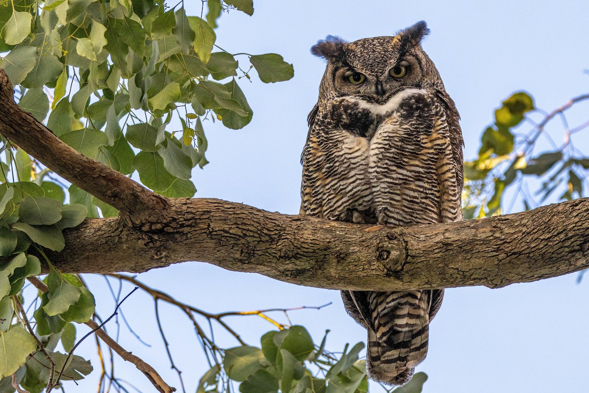 Great Horned Owl - ML544895941