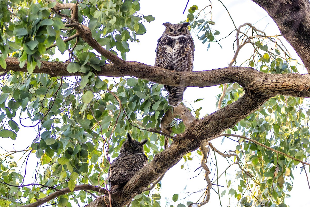 Great Horned Owl - ML544896561