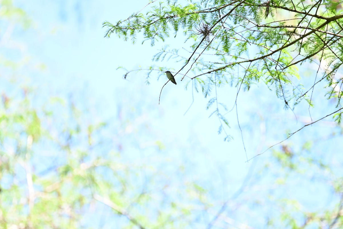 Yakut Boğazlı Kolibri - ML544896771