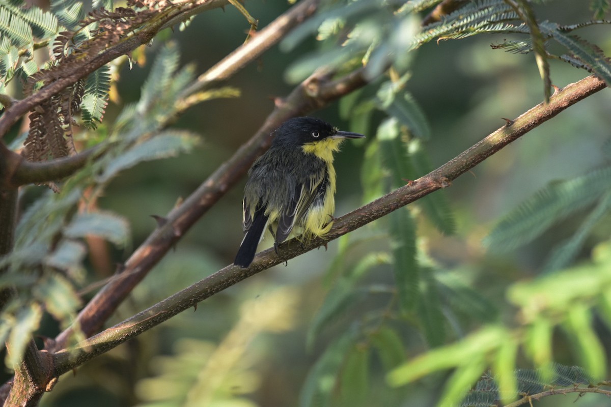 Common Tody-Flycatcher - ML544896901